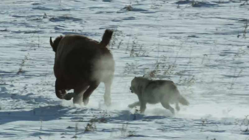 One of the bison is tiring