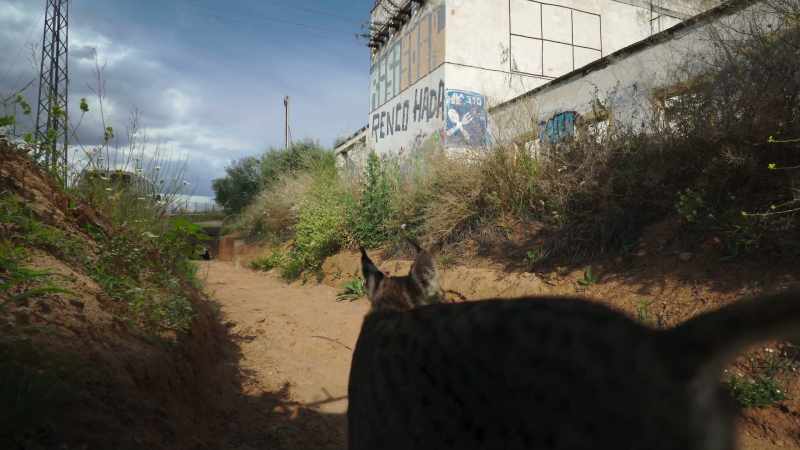 One of the world's most endangered cats