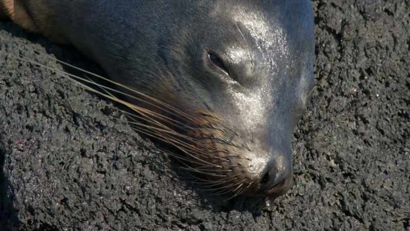 One sea lion has caught Richard's attention