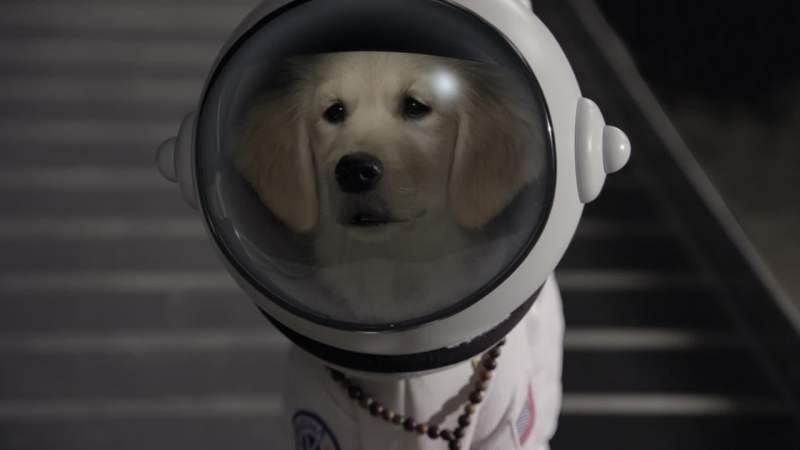 One small step for dog one giant leap for dogkind