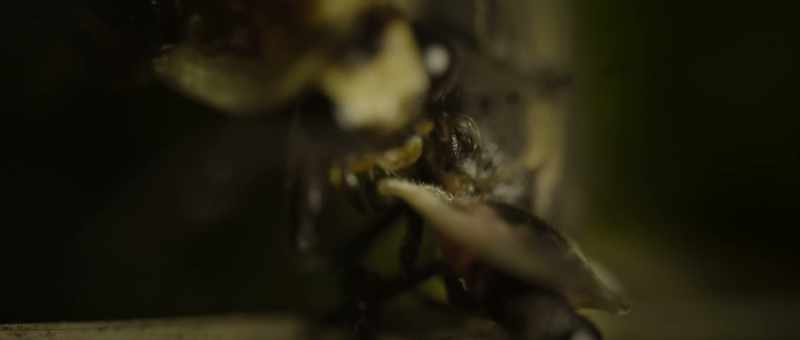 One species copying the behavior of another