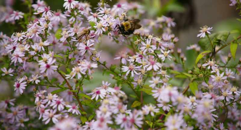 One, the rusty patched bumble bee