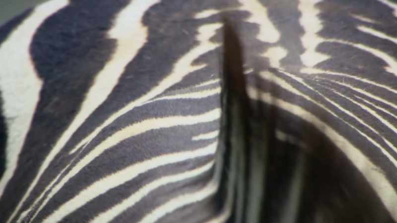 One theory is that the black and white stripes