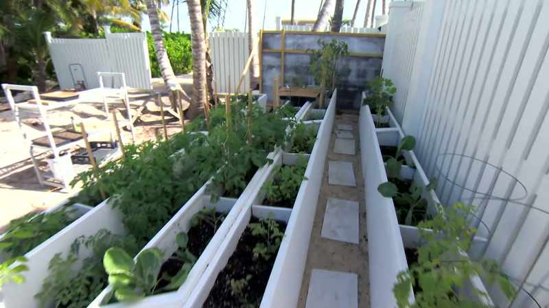 One thing he wanted to do was have his own microgreens
