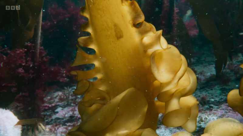 One type of kelp here, the furbellow