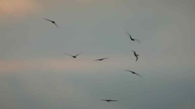 One way to take evasive action is to simply fold their wings and drop