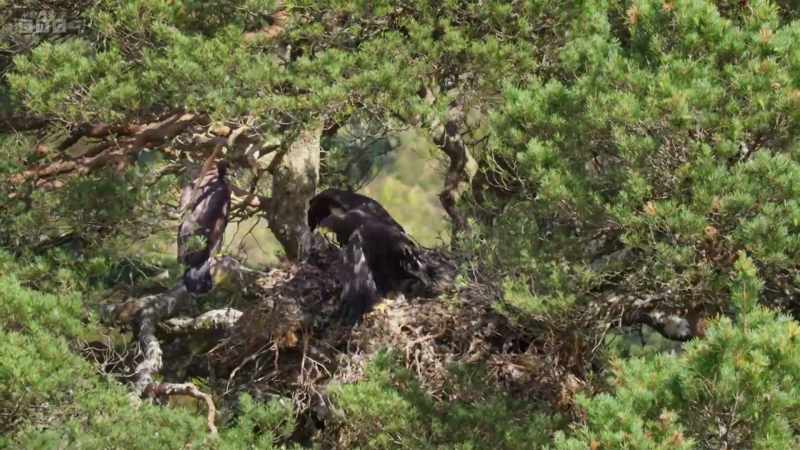 Only 1% of these native pine forests are left