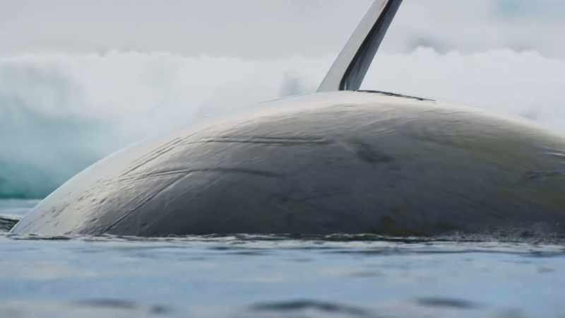 Only about 100 killer whales in the world hunt using this technique