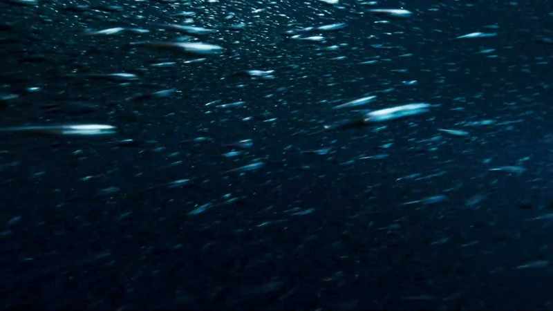 Only at night, do vast shoals of lanternfish
