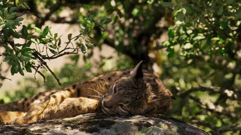 Only by protecting the few wildernesses that remain