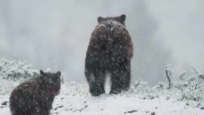 Only half of all cubs reach a second spring