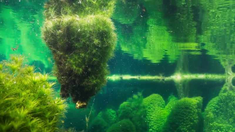 Only in this remote water world
