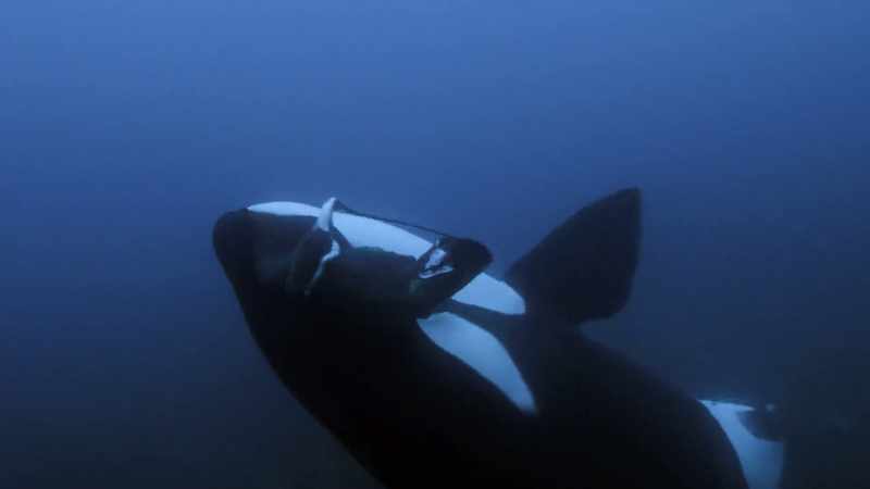 ''Only New Zealand's orcas know this trick.''