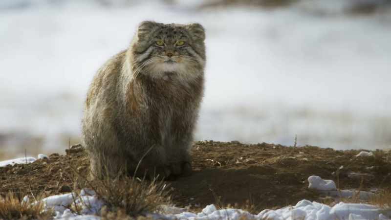 Only one hunt in three by a Pallas's cat is successful