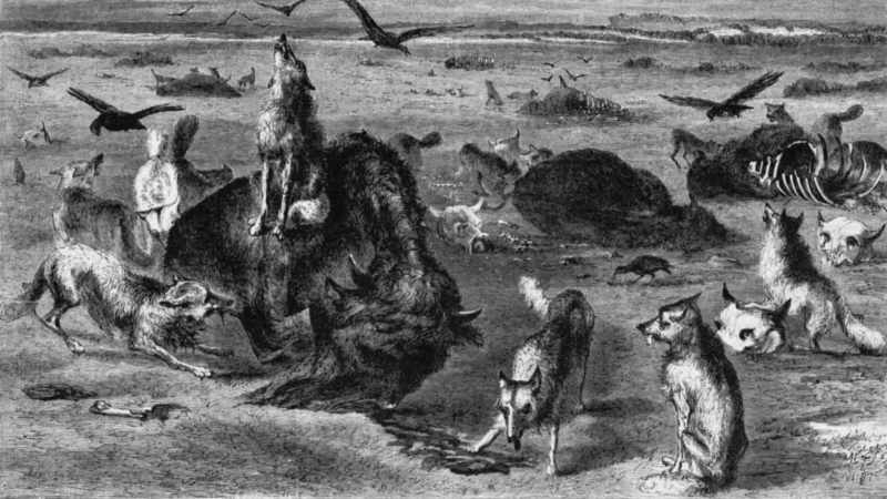 Only the coyotes and wolves didn't seem to mind
