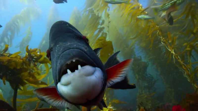 Only the very largest sheephead can tackle them