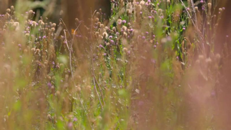 Only tiny fragments of these ancient meadows