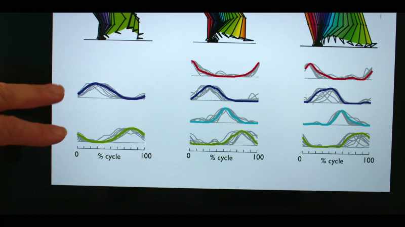 Only two patterns of muscle activation are needed