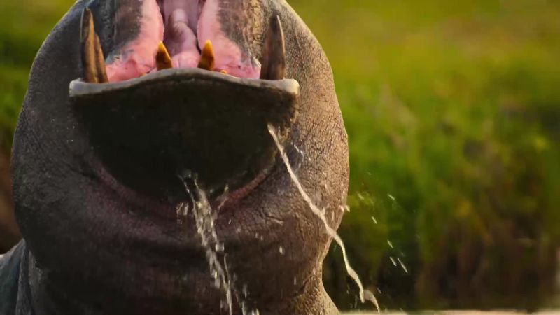 Opening her jaws as wide as a hockey goal