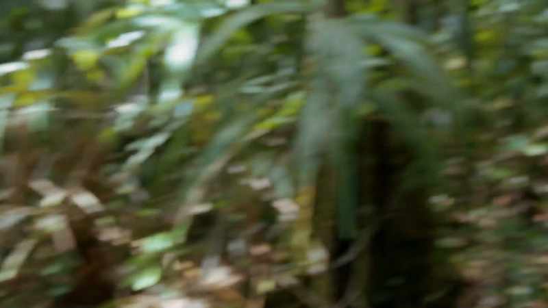 Oppressive heat, dense vegetation