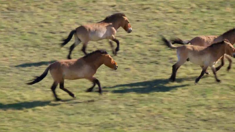 or chase off bachelors trying to lure away a mare