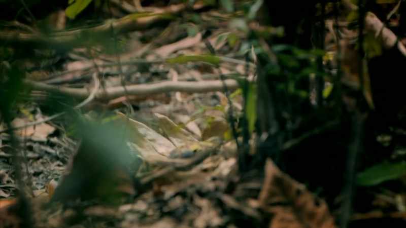 OR IS IT ANOTHER PREDATOR CLOSER TO BORNEO'S MYTHICAL DRAGONS?