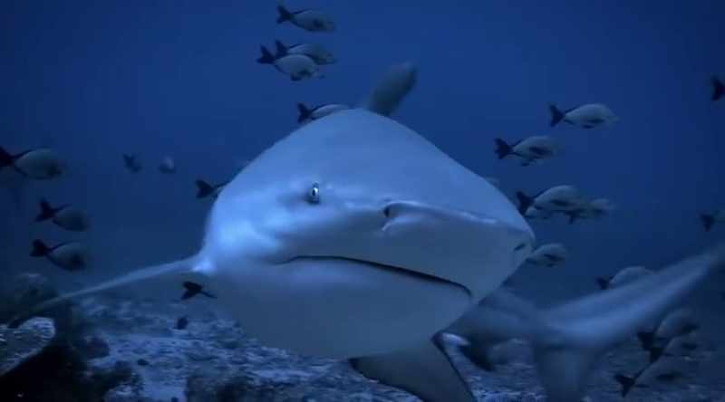 Or perhaps a bull shark