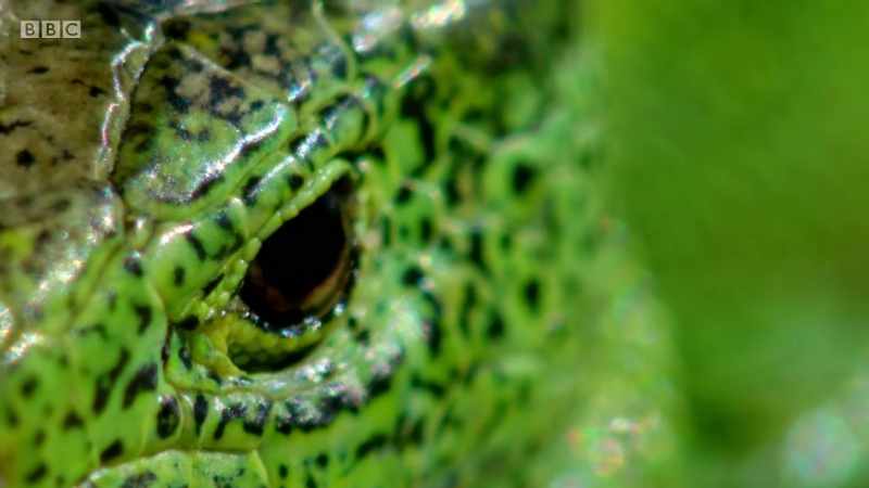 Or, rather, a sand lizard