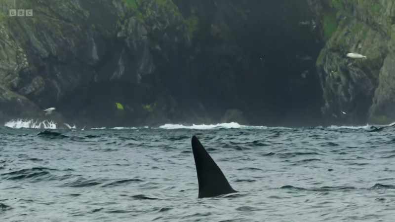 Orca - killer whales