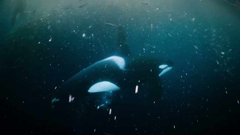 (ORCA SCREECHES)