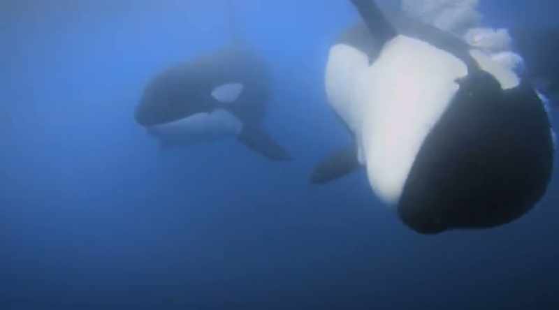 Orcas are known to be highly intelligent