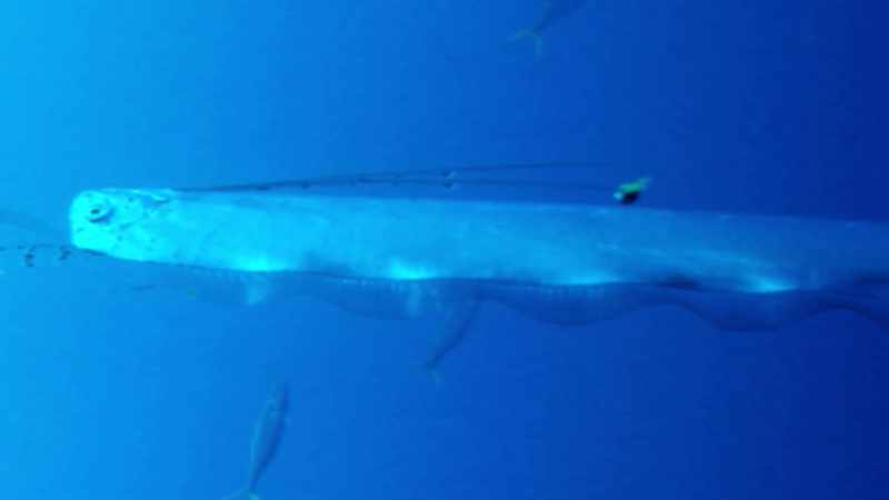 ORIGINALLY BELIEVED TO BE SEA SERPENTS