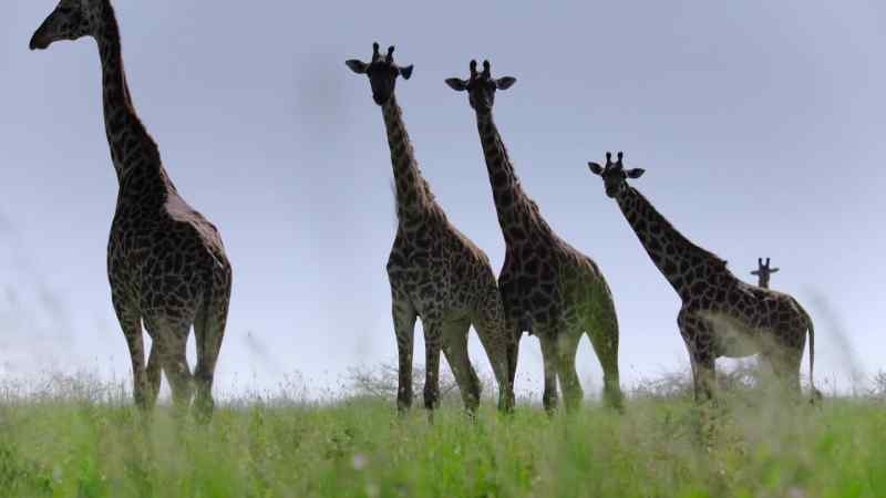 (OSTRICH TRILLS)