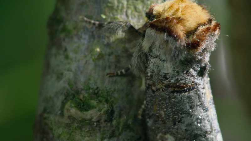 Other animals use mimicry to hide