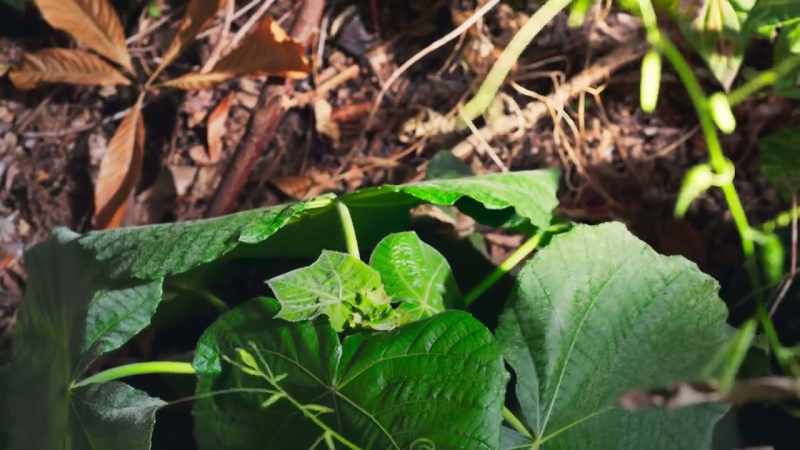 Other, different vines are lying in wait