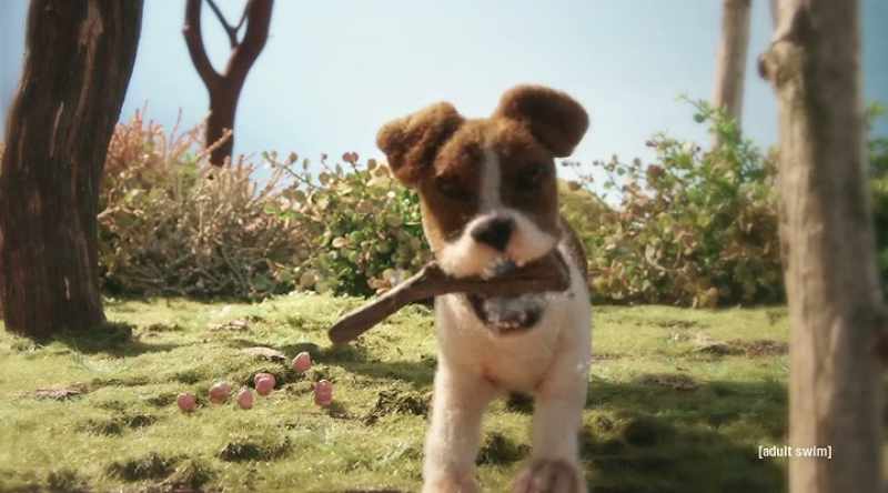 Other dogs mistook Sock for a stick