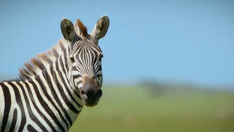 Other grazers have softer, gently varied colouration