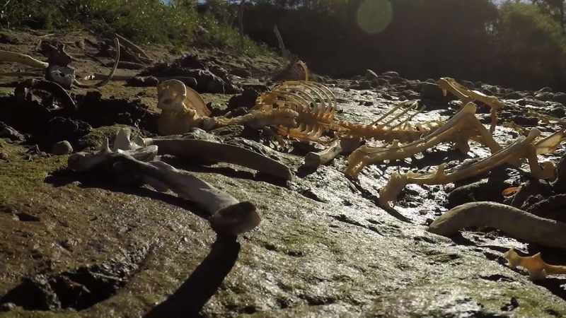 Other things had died there