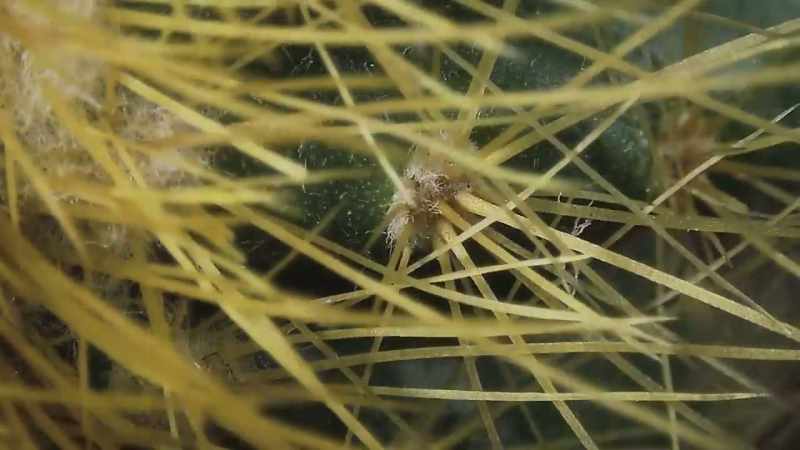 Others are needle-like barbs