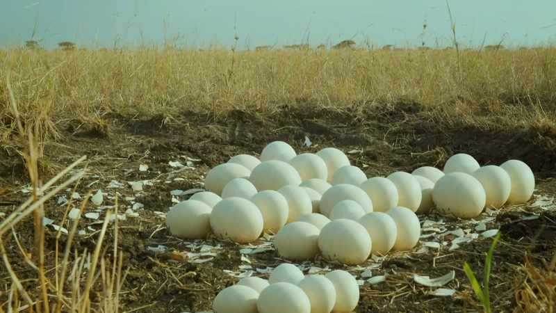 Others have fallen for his routine and left their eggs behind
