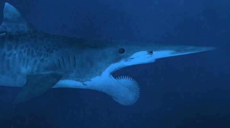 Others, like the prehistoric megalodon