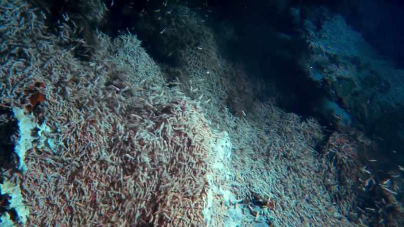 Others maintain bacterial cultures