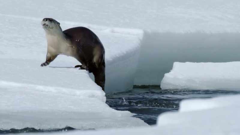 Otters are built for fishing