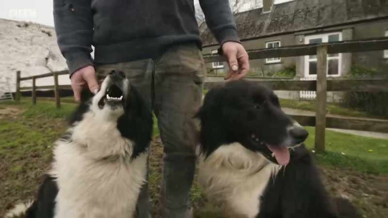 Our connection to animals has developed a mutual understanding