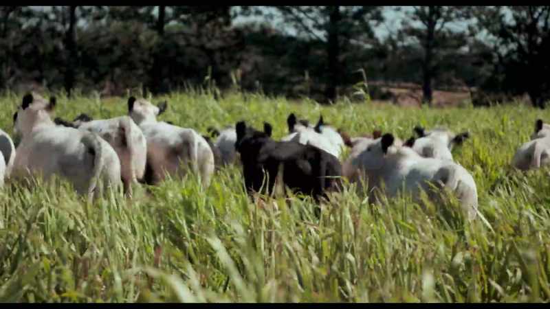 Our livestock will graze this during the winter