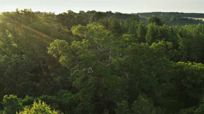 Our oak trees, however, are globally important