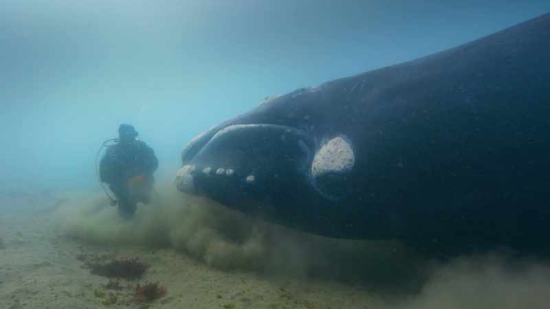 Our relationship to these remarkable creatures has undergone a huge shift