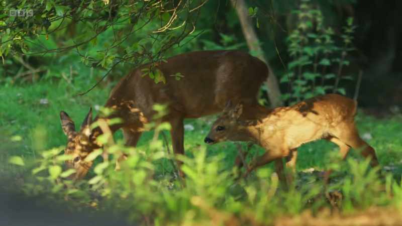 Our woodlands now lack these bigger predators