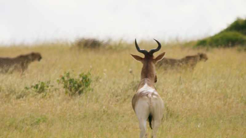 Out in the open, they seem to be no threat