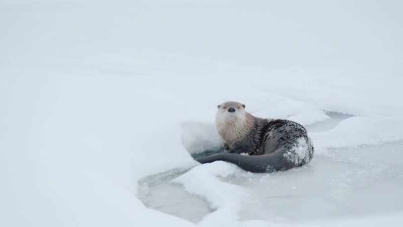 Out of the water and alone